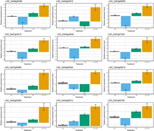 Figure 10. The qRT-PCR based expression pattern of the 12 selected DEGs from RNA-Seq data obtained from samples (CK, UV, TN, UV+TN) after treatment. The data are represented as mean ± SD of three biological replicates.