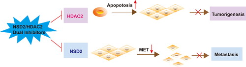 Scheme 1. Mechanistic diagram of NSD2/HDAC2 inhibitors in the treatment of HCC.