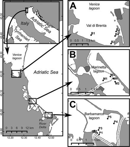 Figure 1. Location of the study area: A, Southern part of the Venice lagoon (Val di Brenta); B, Marinetta lagoon; C, Barbamarco lagoon. Dots represent the location of the sampling stations. Dotted lines are the Po riverbed branches. Shaded areas represent the location of ports, harbours and marinas.