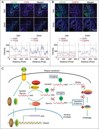 Figure 10. Reduced nuclear translocation of TFEB and CEBPB is observed in aged Leydig cells (LCs). Enrichment of TFEB (A) and CEBPB (B) in the nucleus of LCs was determined by immunofluorescence analysis. The merging of the red and green fluorescence signals was quantified with Image J software. D10, post-natal days 10; D540, post-natal days 540. (C) A model for the critical link between METTL14/ALKBH5 and autophagy in HsCG-treated LCs is proposed. HsCG reduces METTL14 expression and increases ALKBH5 expression by suppressing the stability of METTL14 and enhancing Alkbh5 transcription, respectively. Both downregulation of METTL14 and upregulation of ALKBH5 lead to reduced m6A mRNA methylation levels. Reduction of m6A levels alleviates m6A-mediated Ppm1a translation and upregulates CAMKK2 expression by retarding m6A-mediated decay of the transcript, contributing to activation of PRKAA2 and subsequently autophagy initiation