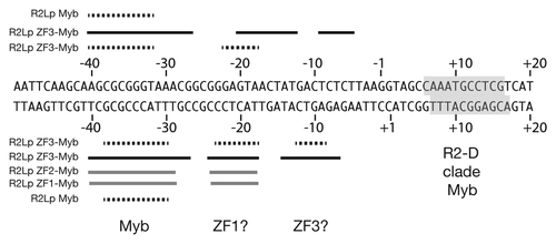 Figure 7 Summary of R2Lp footprint data. The footprint data generated for each polypeptide examined is overlaid on a linear DNA sequence. The R2Lp polypeptide that generated a given footprint is listed to the left. Black dotted lines denote missing nucleoside footprint data from Figures 5 and 6A. Thick black and thick gray lines denote DNase I footprint data from Figure 4 and the Supplemental Figure respectively. For clarity, the DNase I hypersensitive sites have been left out. The R2-A clade Myb binding site (Myb) is marked as are the hypothesized zinc finger (ZF) binding sites (deduced from Figs. 5, 6A and the Sup. Fig.). The binding of the R2-D clade Myb (see Fig. 6B) is indicated by a gray box.