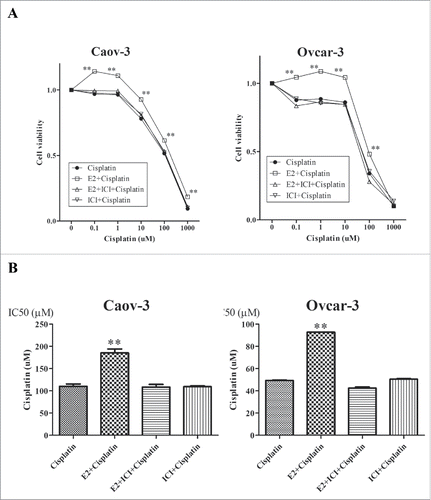 Figure 3. 17β-Estradiol (E2) antagonized cisplatin-induced cytotoxicity in Caov-3 and Ovcar-3 cells. (A) Caov-3 and Ovcar-3 cells were treated with vehicle, E2 (10−8 M) or E2 (10−8 M) + ICI182780 (ICI, 10−6 M) for 24 h, followed by incubation with increasing concentrations of cisplatin (0.1–1000 μM) for 24 h. Values of cell viability were determined as described in Materials and Methods. (B) IC50 values (right panel) were determined by direct titration of viability with cisplatin. Values shown are the means ± SEM, n = 9, **P < 0.01 compared with cisplatin.