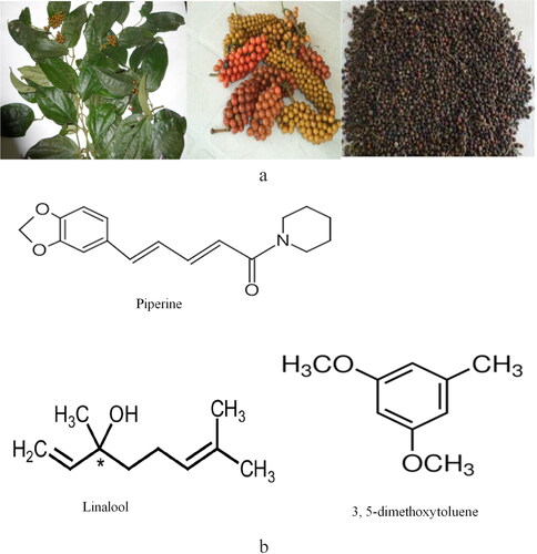 Figure 4. (a). P. guineense fresh leaves, ripened bunches of fruits and dried fruits (black pepper) (Imo et al. Citation2018; Oyemitan, Kolawole, and Oyedeji Citation2014). (b) Structure of piperine and other naturally occurring phytochemicals in P. guineense.