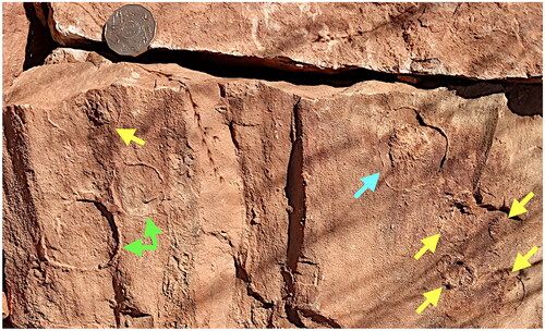 Figure 3. Slab of Heavitree quartzite bearing several rounded structures with raised centres and rims impressed upon a stippled sandstone surface typical of algal mats. Impressions are indicated by green arrows (enlarged in Figure 4) and by the blue arrow (in Figure 5). Coin diameter: 3 cm. Diagonal dark bars are plant shadows.