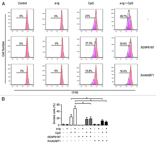 Figure 3. Effect of XmAb5871 on BCR and TLR9-induced proliferation. (A) Representative flow cytometry histograms of CFSE-labeled human blood B cells stimulated with combinations of 2.5 μg/ml anti-Ig and 1 μg/ml CpG in the presence of 10 μg/ml XENP6187 or XmAb5871 for 5 d. Peaks shifted to the left represent cell populations undergoing increasing numbers of cell division. Total percentages of dividing cells are shown. (B) Percentages of dividing cells (mean ± SD) in three independent experiments. B cells were stimulated with anti-Ig, CpG ODN or with the combination of the two in the presence or absence of XENP6187 or XmAb5871. XmAb5871 significantly reduced proliferation of both CpG and anti-Ig plus CpG stimulated cells, *: P < 0.05.
