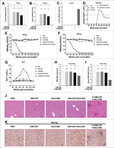 Figure 4. Responses of AAV8–1.3HBV infected mice to the complete 3 × GM-CSF +VACCINE regimen. 14 d after the fourth immunization, serum HBeAg (A) HBsAg (B), and HBsAb (C) were tested by ELISA. (D-G) At intervals up to 24 weeks, serum IgG subclasses (D), HBeAg (E), and HBsAg (F) and ALT (G) were measured by ELISA. 14 d after the fourth immunization, HBV DNA in livers (H) and serum samples (I) was analyzed with q-PCR. Dotted lines in (I) represent the assay limit of detection. (J-K) 14 d after the fourth immunization, liver-infiltrating lymphocytes were stained by H&E. Scale bar represents 50 μm (J). Liver sections were stained for HBcAg (brown staining) by IHC. Scale bar represents 50 μm (K). Symbols represent mean ± SEM. **, P<0.01; ns, not significant.