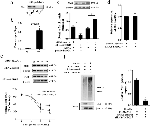 Figure 4. The interaction between SNHG17 and Mst1. a. RNA pull-down analysis of Mst1 expression in the SNHG17 pull-down complex. NC, negative control of the SNHG17 group. b. RIP analysis of SNHG17 expression in Mst1 precipitate. IgG was used as a negative control. *p < 0.05 vs IgG. c. Mst1 protein level in MPC5 cells transfected with siRNA-control, siRNA-SNHG17, pcDNA, or pcDNA-SNHG17. d. Relative mRNA levels of Mst1 in MPC5 cells which were transfected with siRNA-control or siRNA-SNHG17. e. MPC5 cells were transfected with siRNA-control or siRNA-SNHG17, then treated with CHX for 0 h, 3 h, 6 h, and 9 h. Mst1 protein level in MPC5 cells at different time points was detected using western blot. f. MPC5 cells were transfected with HA-Ub, FLAG-Mst1, siRNA-control, or siRNA-SNHG17 for 12 h, follwed by 10 μM MG132 treatment for 4 hours. Lysates of MPC5 cells were confirmed for Mst1 expression (bottom) and subjected to immunoprecipitation using an anti-FLAG antibody, followed by immunoblotting with an anti-HA antibody (top). Input, lysates of MPC5 cells.