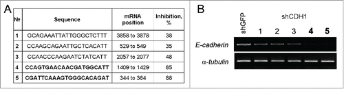 Figure 1. Obtaining constructs expressing shRNA specific for CDH1. (A) The sequences of 21 nucleotide regions corresponding to the human CDH1 mRNA (Sequence ID: ref NM_004360.3), validated as siRNA #4 and #5 (bold) – most effective targets. (B) Effect of transduction of lentiviral constructs pLKO.1-shCDH1 on expression of E-cadherin in A549. RT-PCR analysis of CDH1 expression with corresponding shRNAs (#1–5). α-tubulin mRNA was analyzed as loading control.