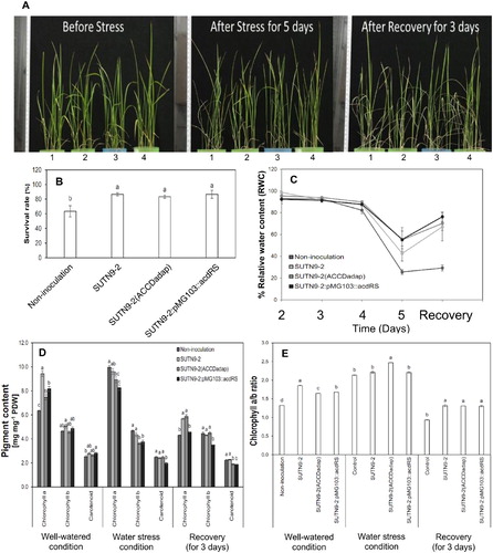 Figure 3. The effects of water deficit stress and re-watering on (A) rice seedling morphology, (B) survival rate (%),(C) the relative water content (RWC) of leaves (%), (D) chlorophyll a, chlorophyll b and carotenoid contents, and (E) the chlorophyll a/b ratio in rice seedlings either inoculated with bacteria or uninoculated and grown in the soil and sand mixture (1:1) under laboratory conditions. The water deficit stress plants were compared with the well-watered plants. Significant differences between treatments are indicated by different letters at P ≤ 0.05 according to Duncan’s multiple range tests. The data are presented as the mean of three replicates and the vertical bars indicate the standard error. The statistical comparison was performed separately for the well-watered and water stress conditions.