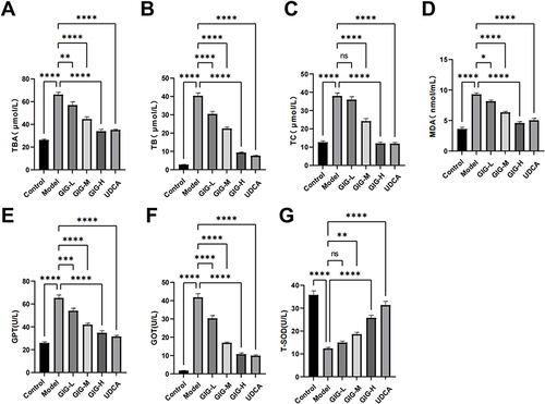 Figure 3 Effects of GIG in ANIT-treated rats inducing TBA, TC, TB, MDA, GPT, GOT, and T-SOD. (A) TBA; (B) TB; (C) TC; (D) MDA; (E) GPT; (F) GOT; (G) T-SOD. Results are shown as mean ± SEM (n=10), compared with the other group, *P<0.05, **P<0.01, ***P<0.001, ****P<0.0001.