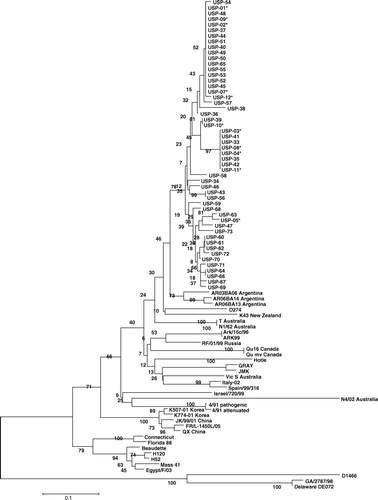 Figure 1.  Phylogenetic relationships of the Brazilian IBV isolates and reference strains based on S1 gene amino acid sequences determined using MEGA 3.1 with the Clustal W method. Numbers along the branches refer to bootstrap values; the bar represents the number of substitutions per site. *Sequence previously published in GenBank.