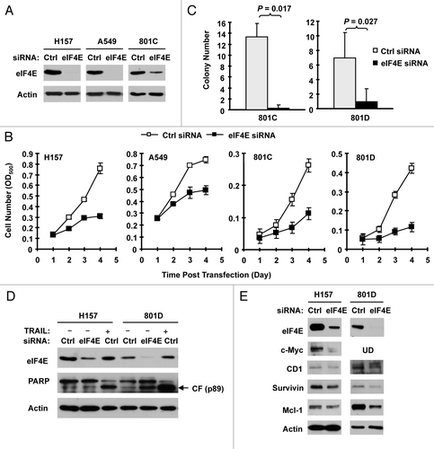 Figure 2. Knockdown of eIF4E (A, D and E) inhibits the growth of NSCLC cells (B and C) and induces apoptosis (D) with suppression of cap-dependent translation (E). (A and B) The indicated NSCLC cell lines were transfected with control (Ctrl) or eIF4E siRNA (20 nM) for 48 h and then subjected to western blot analysis for detection of eIF4E (A). The cells were also re-plated in 96-well plates. Cell numbers were estimated every 24 h with the SRB assay (B). The data are means ± SDs of four replicates. (C) 801-C and 801-D cells were transfected with control or eIF4E siRNA for overnight and equal numbers of cells were then used for soft agar in 35 mm diameter Petri dishes. After 14 d, colony numbers were counted and averaged from five random microscopic field or view. The final data are means ± SDs of triplicate independent determinations. The Student t-test was used to compare growth-inhibitory effects between two groups. (D and E) The indicated cell lines were transfected with control or eIF4E siRNA for 72 h (D) or 48 h (E). The cells were then harvested for preparation of whole-cell protein lysates and subsequent western blotting for detection of the given proteins. In (D) the control siRNA-transfected cells were exposed to 50 ng/ml tumor necrosis factor-related apoptosis-inducing ligand (TRAIL) for 20 h before harvesting the cells. UD, undetected.