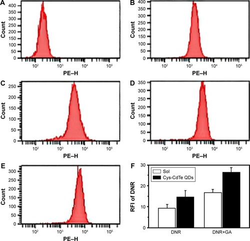 Figure 5 Intracellular accumulation of DNR with different treatment evaluated by FCM (P<0.05).Notes: (A) Control; (B) DNR; (C) DNR+GA; (D) DNR-Cys-CdTe NPs; (E) DNR-GA-Cys-CdTe NPs; (F) relative fluorescence intensity (RFI) of DNR in Raji/DNR cells; sol: DNR or DNR+GA alone.Abbreviations: Cys, cysteamine; CdTe, cadmium-tellurium; DNR, daunorubicin; FCM, flow cytometry; GA, gambogic acid; NPs, nanoparticles.