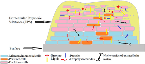 Figure 2 Schematic representation of a bacterial biofilm composition. A mature biofilm consists of bacterial cells (2–35%) in close proximity with the help of extracellular matrix, EPS containing exopolysaccharides (40–95%), proteins (1–60%), lipids (1–40%), enzymes, extracellular DNA and RNA (<1%).Citation30 The bacterial cells in microcolonies are present as planktonic or embedded centrally in metabolically active or as dormant form (persister cells).