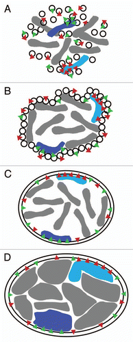 Figure 3 Speculative affinity mechanism for establishment of spatial chromosome organizational patterns. (A) During mitosis the NE either breaks down into ER /NE vesicles or diffuses into the ER. The vesicle model is shown here. Distinct vesicles contain specific components (red and green triangles representing different NETs). Components of some vesicles interact with regions of particular condensed chromosomes. (B) At the end of mitosis the NE starts to reform from vesicles with some specific chromosomes still being attached to particular vesicles. (C) The NE has reformed with some chromosomes being trapped at the NE due to specific NE components that have a high affinity for these chromosomes. The chromosomes are still largely condensed. (D) During interphase the chromosomes decondense and occupy distinct territories within the interphase nucleus. At this point a multitude of less specific lower affinity interactions from the lamina would be expected to help maintain the positioning established in mitosis.
