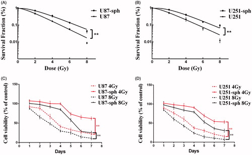 Figure 1. Glioblastoma stem-like cells are resistant to irradiation. (A, B) Survival curves derived from clonogenic assay of U87 cells and U87-sph cells (A) and U251 cells and U251-sph cells (B) irradiated with 0-8 Gy of X-rays. Data from three independent experiments performed in triplicate are presented as the means ± SEM. (**p < .01, n = 3). (C, D) The cell viabilities of U87, U87-sph, (C) U251 and U251-sph (D) were analyzed by CCK-8 assay at different time points after treatment with 4 Gy and 8 Gy of X-rays. The relative cell viability (%) is quantified as a percentage compared to the control group (untreated group). Data from three independent experiments with eight replicates in each experiment are presented as the means ± SEM. (**p < .01, n = 3).