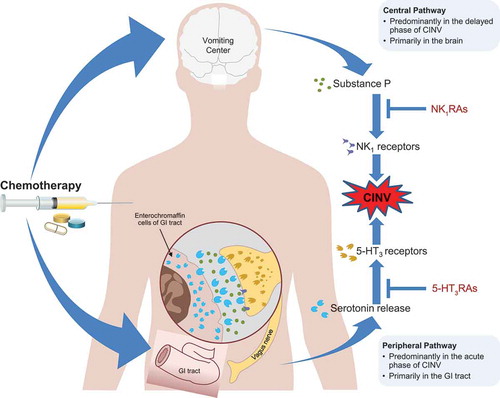 Figure 1. Pathophysiology of chemotherapy-induced nausea and vomiting.5-HT3, 5-hydroxytryptamine-3; CINV, chemotherapy-induced nausea and vomiting; GI, gastrointestinal; NK1, neurokinin-1; RA, receptor antagonist. Reprinted with permission from the Clinical Journal of Oncology Nursing. Copyright © 2018. Oncology Nursing Society. All rights reserved [Citation26].