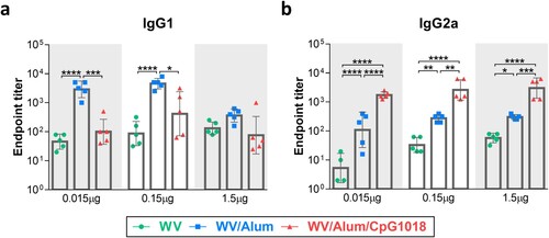 Figure 2. Effects of adjuvants on the H7N9 WV vaccine-induced IgG isotype antibody titres. BALB/c mice (n = 5 per group) were intramuscularly immunized twice with the H7N9 WV vaccine in combination with aluminum hydroxide (Alum) or CpG 1018. Serum samples were collected for humoral immune response evaluation at week 6 after the first immunization. (a, b) Antigen-specific immunoglobulin G subclasses, IgG1 (a) and IgG2a (b), in mouse serum were quantified by ELISA. The log10-transformed IgG1 and IgG2a titres were analyzed by two-way ANOVA with Tukey’s posttest. *P < 0.05, **P < 0.01, ***P < 0.001, ****P < 0.0001.