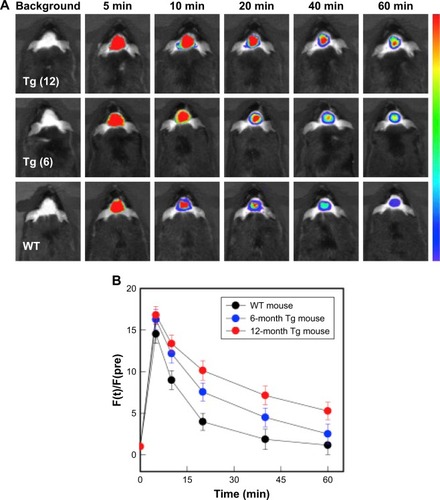 Figure 4 (A) NIR fluorescence images of Tg (12- and 6-month-old) and WT mice at different time points before and after IV injection of DBA-SLOH (5 mg⋅kg−1). λex = 535 nm, λem = 640–680 nm. (B) Relative fluorescence signal (F[t]/F[pre]) in the brain regions of Tg (12-month, red), Tg (6-month, blue) and WT (black) mice after IV injection of DBA-SLOH (n = 3, 5.0 mg⋅kg−1). The (F[t]/F[pre]) of Tg mouse was significantly higher than that of WT mouse (p < 0.05). Adapted from Biomaterials. Li Y, Xu D, Ho SL, Li HW, Yang R, Wong MS. A theranostic agent for in vivo near-infrared imaging of β-amyloid species and inhibition of β-amyloid aggregation. 2016;94:84–92. © 2016 Elsevier Ltd. All rights reserved, with permission from Elsevier.Citation62Abbreviations: DBA-SLOH, (E)-4-(4-(dibutylamino)styryl)-1-(2-hydroxyethyl)quinolin-1-ium chloride; IV, intravenous; NIR, near infrared; Tg, transgenic; WT, wild type.