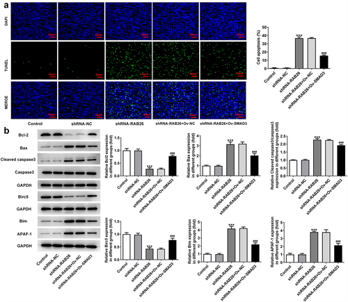 Figure 6. SMAD3 overexpression reverses the promoted effect RAB26 silence on A549 cells apoptosis.