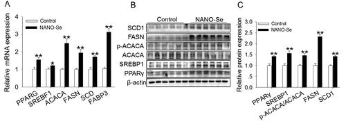 Figure 1. Effects of dietary nanoselenium (NANO-Se) addition on the expressions of genes and proteins related to fatty acid synthesis in the bovine mammary gland. (A) mRNA levels of peroxisome proliferator-activated receptor gamma (PPARG or PPARγ), sterol regulatory element-binding factor 1 (SREBF1), acetyl-coenzyme a carboxylase-α (ACACA), fatty acid synthase (FASN), stearoyl-CoA desaturase (SCD) and fatty acid-binding protein 3 (FABP3) in bovine mammary glands treated with NANO-Se (0 and 0.3 mg/kg of Se). GAPDH was used as the reference gene. The relative mRNA expression level of each target gene was standardized to that in the control group. (B) Western blot analysis of PPARγ, sterol regulatory element-binding protein 1 (SREBP1), ACACA, FASN, SCD1 and FABP3 in bovine mammary gland tissues; β-actin was used as the loading control. (C) Mean ± SEM of immunopositive bands of PPARγ, SREBP1, ACACA, FASN, SCD1 and FABP3. The relative protein expression level of each target protein was standardized to that in the control group. *p < 0.05 and **p < 0.01 versus the control group.