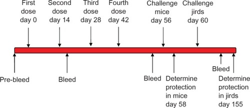 Figure 1 Schematic representation of the vaccination protocol used in mice and jirds.