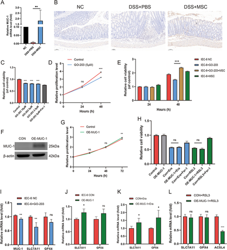 Figure 7 Ferroptosis-related genes play a role in DSS-induced colitis and MSCs reverse the process of ferroptosis. (A) The qPCR detection of MUC-1 gene in colitis tissues. (B) The immunohistochemistry images of NC, DSS+PBS, and DSS+MSC groups in colon tissues (scale bar: 100µm). (C) The CCK-8 analysis of IEC-6 cell viability. The different concentration (10, 5, and 2.5µM) of GO-203 (MUC-1 inhibitor) was used to measure the cell viability at 48 h, GO-203 10, 5, and 2.5µM vs control. (D) The proliferation level of IEC-6 cells in the presence of GO-203 (5µM) at 24 h and 48 h measured by CCK-8 assay. (E) The cell viability of IEC-6 cells in the presence of GO-203 and co-culture with MSCs. (F) The Western blot analysis of MUC-1 expression after transfected with overexpressing MUC-1 lentivirus in IEC-6 cells. (G) The proliferation level of IEC-6 cells transfected with overexpressing MUC-1 lentivirus in 24 h, 48 h, and 72 h. (H) The IEC-6 cell viability after treated with erastin and RSL3 with the comparison of control and overexpressed MUC-1 group. (I) qRT-PCR analysis of MUC-1, SLC7A11, and GPX4 after treated with GO-203 (5µM) for 48 h in IEC-6 cells. (J) qRT-PCR analysis of SLC7A11 and GPX4 after overexpressed MUC-1 in IEC-6 cells. (K) qRT-PCR analysis of SLC7A11 and GPX4 in the presence of erastin in the control and overexpressed MUC-1 group. (L) qRT-PCR analysis of SLC7A11, GPX4, and ACSL4 in the presence of RSL3 in the control and overexpressed MUC-1 group. Data are presented as mean ± SD. ***P < 0.001, **P < 0.01, *P < 0.05.