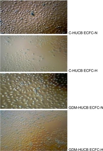 Figure 5 Photomicrographs representing senescence assay against chronic hypoxia.