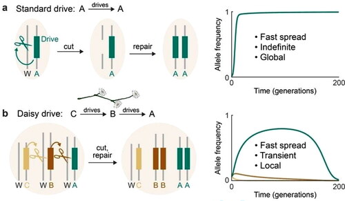 Figure 2. Standard and Daisy gene drives.