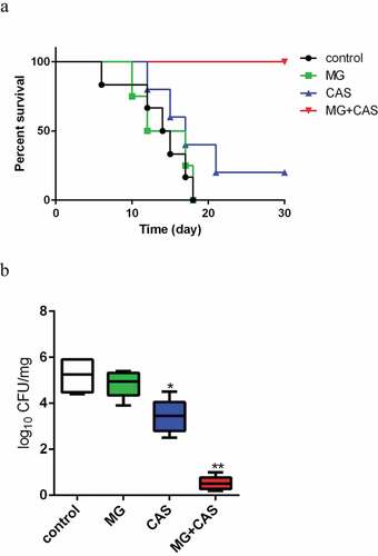 Figure 4. (a) Interaction of MG and CAS on the survival of mice with disseminated candidiasis. The BALB/c mice were injected with 200 μl of C. albicans SC5314 cells suspension (5 × 106 cells/ml in sterile saline) intravenously (0 day). MG (0.5 mg/kg) and CAS (0.03 mg/kg) was administered alone or in combination intraperitoneally on days 0, 1, 2, 4 and 6 after inoculation. (b) The mice were sacrificed at day 3 post-infection for fungal burden assessment. The kidneys were aseptically extracted, homogenized, and the log reduction in CFU/mg kidney tissue was calculated. *, P< 0.05; **, P< 0.01 as compared to the control group