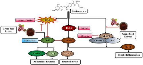 Figure 7 Schematic representation of possible mechanism of action of MTX-mediated hepatic anomalies and its prevention by GSE (75 and 125 mg/kg).