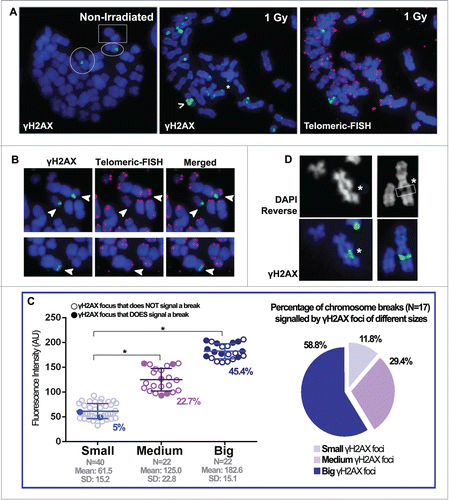 Figure 2. Big and small γH2AX foci decorate mitotic chromosomes before and after irradiation. (A) Left: metaphase from a non-irradiated cell where very few γH2AX foci can be scored. The circles highlight a chromosome with a Big Terminal γH2AX foci and a chromosome with a Medium Interstitial γH2AX foci. The square highlights a chromosome with a Small Interstital γH2AX foci. Middle: metaphase spread obtained 48 hours after 1 Gy irradiation, in which many γH2AX foci can be seen located both interstitially and at the chromosome ends. A Big Interstitial γH2AX focus spotting a chromatid break (>) and a Small Terminal γH2AX focus (*) are highlighted. Right: after γH2AX foci scoring, telomeric FISH was applied to the same slides. (B) Telomeric FISH allows identification of terminal chromosome breaks. Terminal γH2AX foci are highlighted with white arrows. In the top row, both γH2AX foci correspond to chromosome breaks, evidenced by the absence of telomeric signals in the affected chromosomes. In the bottom row, the Terminal γH2AX focus does not correspond with a break, as telomeric signals are present. (C) Left: the Terminal γH2AX foci from 14 metaphases were scored after irradiation and classified regarding their FI. Small, Medium and Big foci were statistically different (*) (ANOVA test; P < 0.001). The number of foci scored (N), as well as the mean FI and SD values for each category are shown. In each group, those γH2AX foci that signal chromosome breaks are highlighted using filled circles and their percentage is given below. Right: the chromosome breaks scored are classified according to the size of the γH2AX foci that signals them. (D) Left column: a chromatid break (*) scored after DAPI reverse analysis marked with a Big Interstitial γH2AX foci that spans over both sides of the broken chromatid. Right column: the white box (*) signals a chromosome gap, also marked with a Big Interstitial γH2AX foci.