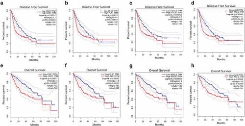Figure 4. The Kaplan-Meier plotter of four core genes in HCC patients. The disease-free curves of CDK1 (a), PLK1 (b), SGOL2 (c), and ANLN (d). It was demonstrated that expression of CDK1 (HR (high) = 1.7, Logrank P =0.00057), PLK1 (HR (high) = 1.6, Logrank P = 0.0019), SGOL2 (HR (high) = 1.7, Logrank P = 0.00052) and ANLN (HR (high) = 1.7, Logrank P = 0.00046) were associated with worse disease-free survival (DFS) for HCC patients. The overall survival curves of CDK1 (e), PLK1 (f), SGOL2 (g), and ANLN (h) in HCC patients. It was demonstrated that expression of CDK1 (HR (high) = 2, Logrank P = 0.00017), PLK1 (HR (high) = 1.8, Logrank P = 0.00082), SGOL2 (HR (high) = 1.9, Logrank P = 0.00025) and ANLN (HR (high) = 1.8, Logrank P = 0.00085) were associated with worse overall survival (OS) for HCC patients. *P < 0.05 was regarded statistically different