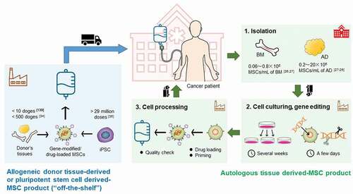 Figure 2. Manufacture of engineered MSCs for anti-cancer therapy. Autologous MSCs are isolated from the patient’s tissue, including BM and AD. The number of MSCs that can be collected differ between source tissues. Several weeks are needed for MSC expansion and gene engineering. After drug loading and quality check, therapeutic gene-modified or drug-loaded MSCs are administered to the patient. Allogeneic MSCs are induced from allogeneic iPS cells or isolated from healthy donor tissue such as BM, AD, and UC. Although allogeneic iPS cell-derived MSCs were previously employed, a project for establishing cell banks for autologous iPS cells is ongoing [Citation98,Citation139]. iPS cells can supply greater doses of MSCs from a single cell bank. Allogeneic tissue-derived- and iPS cell-derived MSCs are processed to the final product in the factory. The stored allogeneic MSC-product can be supplied on demand. AD, adipose tissue; BM, bone marrow; iPS, induced pluripotent stem; MSCs, mesenchymal stem/stromal cells; UC, umbilical cord