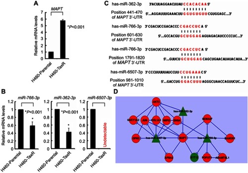 Figure 4 MAPT-subnetwork in paclitaxel-resistant NSCLC cells.Notes: (A) qRT-PCR analysis of mRNA level of MAPT in H460_Parental and H460_TaxR. (B) qRT-PCR analysis of miRNAs levels of miR-766-3p, miR-362-3p, and miR-6507-3p in H460_Parental and H460_TaxR. (C) Diagram of targeting sequences of miR-766-3p, miR-362-3p, and miR-6507-3p in 3ʹ-UTR of MAPT mRNA. (D) Diagram of constructed MAPT-subnetwork in paclitaxel-resistant non-small cell lung cancer cells. Green, downregulated; Red, upregulated.Abbreviations: MAPT, microtubule-associated protein tau; qRT-PCR, quantitative reverse transcriptase PCR; 3ʹ-UTR, 3ʹ-untranslated region.