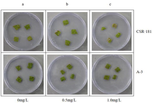 Figure 10. Glufosinate resistance test on leaves of CSR·181 in vitro.Excised leaves of CSR·181 and A-3 exposed to different concentrations of glufosinate in vitro: 0 mg/L (a), 0.5 mg/L (b), 2.0 mg/L (c).Note：The experiments were run in parallel, with shared controls, so the images in (9)a and (10)a are given twice for clarity and easier interpretation.