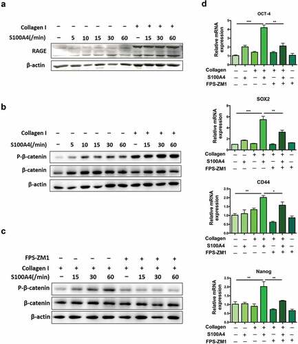 Figure 7. S100A4 induced β-catenin signaling in collagen I cultured Huh-7 cells was RAGE dependent. (a) The expression of RAGE in HCC cells was upregulated after collagen treatment. Huh-7 cells were cultured with or without collagen I and incubated with S100A4 (200 ng/ml) for different time as indicated. Levels of RAGE in Huh-7 cells were determined by western blot. (b) Huh-7 cells were cultured as (a) described, levels of p-β-catenin in Huh-7 cells were determined by western blot analysis. (c) Huh-7 cells were cultured as (a) described, RAGE inhibitor FPS-ZM1 (75 nmol/μl) was added or not, levels of p-β-catenin were determined by western blot analysis. (d) The expression of OCT-4, SOX2, CD44 and Nanog in Huh-7 cells were detected by real-time PCR. * P < .05, ** P < .01, *** P < .001