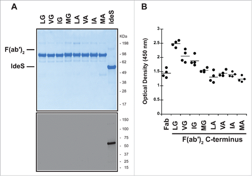 Figure 4. P1 and P2 variants do not remove recognition by pre-existing AHA. (A) IdeS is efficiently removed during purification and cannot be detected in the purified F(ab′)2 variants by SDS-PAGE followed by Coomassie staining (upper panel) or immunoblot analysis with anti-IdeS antibodies (lower panel). (B) Pooled human serum was incubated with human IgG1 Fab with T225 C-terminus and F(ab′)2 generated by IdeS cleavage of antibodies with variants in P1 and P2 positions. The pre-existing AHA binding was detected by ELISA. The hinge variants reduce reactivity to levels comparable to Fab, but do not eliminate reactivity completely.