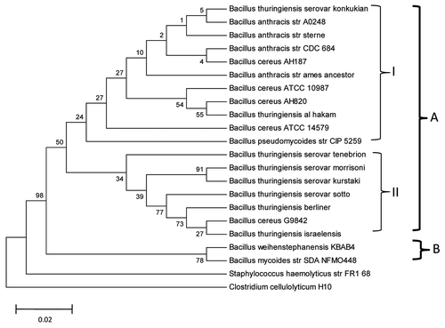 Figure 2 Bootstrapped neighbor-joining tree of 20 strains belonging to different species of the BC group. The tree was generated based on nucleotide sequence alignment of 16S rRNA. Bootstrap volumes are reported on the branches. The 20 strains are divided into two main groups. Group A includes all Ba, Bc and Bpm strains and Group B includes Bw strain KBAB4 and Bm strain SDANFMO448. There are two clusters within Group A, each marked with Roman numerals I and II. Cluster I includes Ba strains Sterne CDC684 and Ames Ancestor A0248; Bc strains AH187 and AH 820 and ATCC 10987 and 14579; Bpm strain CIP 5259; and Bt serovar konkukian and Bt Al-Hakm. Bpm strain CIP 5259 and Bc ATCC 14579 are the most divergent in this cluster. Cluster II includes Bt serovars tenebrionis, morrisoni, kurstaki, sotto, israelensis and berliner and Bc G9842. The horizontal bar represents 0.02% differences in nucleotide similarities.