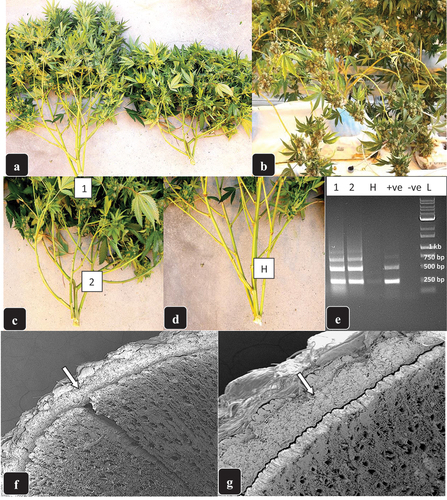 Fig. 5 Changes to stem growth in flowering cannabis plants of genotype ‘CBD’ resulting from infection by HLVd. (a) comparison of healthy plant (left) with infected plant (right) which shows a short, bushy appearance as a result of reduced stem elongation and lateral stem development. (b) infected flowering plant close to harvest showing the bending of the branches due to the weight of the inflorescence. (c, d) comparison of stem growth in infected (c) and healthy (d) plant and the positions from which stem samples were taken (1, 2, H) for confirmation of HLVd presence. (e) RT-PCR gel of samples 1, 2, H from (c) and (d) showing HLVd presence in symptomatic but not healthy stems. Positive (+ve) and negative (−ve) control samples are also shown. (f, g) sections cut through stems of healthy (f) and HLVd infected (g) stems and examined under the scanning electron microscope. In (f), the arrow points to the normal width of the cortical tissues and the underlying xylem tissues. In (g), the arrow points to a much wider zone of cortical tissues and a reduced layer of xylem tissues.