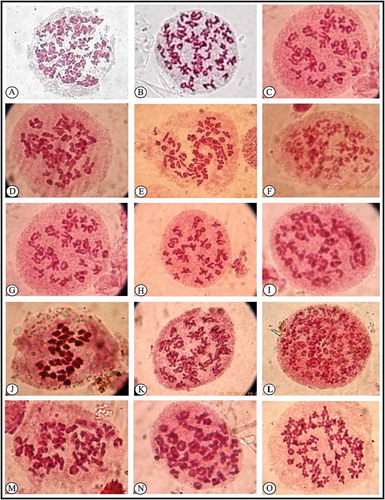 Figure 4. Meiosis in spore mother cell of ferns. (A) Asplenium yoshinagae (n = 144). (B) Cyclosorus dentatus (n = 72). (C) Cyclosorus interruptus (n = 36). (D) Cyclosorus papilio (n = 72). (E) Cyclosorus parasiticus (n = 72). (F) Macrothelypteris torresiana (n = 62). (G) Pseudocyclosorus ochthodes (n = 35). (H) Pseudocyclosorus tylodes (n = 36). (I) Trigonospora caudipinna (n = 36). (J) Blechnum orientale (n = 33). (K) Athyrium hohenackerianum (n = 41). (L) Deparia petersenii (n = 80). (M) Diplazium cognatum (n = 41). (N) Diplazium polypodioides (n = 41). (O) Arachniodes aristata (n = 82).