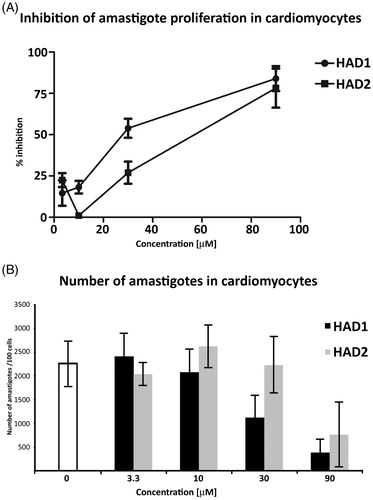 Figure 4. Analyses of the effect of HAD1 and 2 against intracellular amastigotes in cardiomyocyte culture. (A) Treatment with both synthetic compounds, HAD1 and 2, resulted in a dose-dependent inhibition of amastigote proliferation in cardiomyocytes. The lower IC50 value was achieved by HAD1 (30 μM). A significant decrease in the total intracellular amastigotes was observed after HAD1 (≥30 μM) and HAD2 (90 μM) treatment (B). *Statistically significant, p ≤ 0.05.