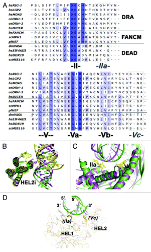 Figure 2. Sequence and structural features of RIG-I that contribute to duplex RNA recognition. (A) Sequence alignment of DRAs and other SF2 proteins. Notice motifs IIa and Vc (boxed in dotted lines) are not very conserved in amino acid sequence. (B) HEL2i domain juxtaposes with the duplex RNA backbone (PDB codes: 3TMI in green; 2YKG in yellow; 4A36, in magenta). (C) Specialized motifs IIa and Vc recognize the top strand of the duplex RNA (Botton strand or tracking strand is the strand nucleic acid that binds to the SF2α proteins; Top strand is the complementary strand). (D) Possible structural conservation of motif IIa and motif Vc found in DEAD-box RNA family members. Figure shows the aligned structures of DEAD-box protein:ssRNA complexes with duplex RNA (PDB codes: 2J0S, 3I5X, 3G0H and 2DB3). The possible presence of motif IIa and Vc in DEAD-box proteins are labeled in parenthesis.