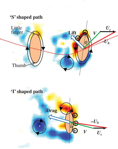 Figure 11. Conceptual diagrams of hydrodynamic forces acting on the hand during ‘S’ shaped (upper panel) and ‘I’ shaped (lower panel). By the end of insweep in ‘S’ shaped, a clockwise vortex has formed near the thumb. As the hand changes from insweep to upsweep, this vortex sheds, forming a counterclockwise-bound vortex around the hand. This circulatory flow combines with the thrust, producing lift on the hand. In ‘I’ shaped, near the middle of the motion at which the thrust is maximum, a Kármán vortex street has formed from which clockwise and counterclockwise vortices are alternatively shed from the hand. At this point, the pressure difference between the dorsal and palm sides of the hand are large, producing drag that contributes to the thrust (Takagi et al., 2014a).