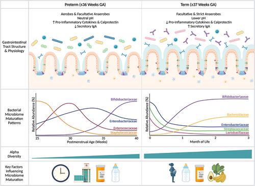 Figure 1. Differences in gastrointestinal physiology, bacterial microbiome maturation patterns, and key early life factors contributing to establishment of the gut microbiome in infants born prematurely versus at term. The gut microbiome of infants born prematurely displays unique maturation patterns in the first weeks to months of life relative to term-born infants due to differences in the maturity of the gastrointestinal tract and early-life exposures. With prematurity, the gastrointestinal tract is markedly underdeveloped at birth, resulting in broad structural and functional delays that may contribute to microbial colonization patterns. This includes immaturity of the intestinal epithelium, under-expression of tight junction proteins, and a lack of mature goblet cells leading to a patchy mucus layer, among other factors – all of which influence intestinal barrier function and reduce resistance to pathogen colonization. Simultaneously, the immune system of premature infants displays immaturities, including fewer mature immune cells surveying the gut, reduced secretory IgA expression, and higher levels of pro-inflammatory cytokines and the inflammatory marker, calprotectin, both giving rise to and reflecting potentially maladaptive responses to microbial antigens that typically guide the development of homeostatic immune responses in term infants. Together with the influence of factors such as gestational age at birth, prolonged hospitalization, increased antibiotic exposure, and delayed enteral feeds, the gut microbiome of preterm infants is colonized by a higher proportion of aerobic and facultative anaerobic bacteria in the first weeks of life and displays lower alpha-diversity. This leads to aberrant successional patterns characterized by Staphylococcaceae, Enterococcaceae, and Enterobacteriaceae dominance prior to achieving communities abundant in Bifidobacteriaceae around 40 weeks postmenstrual age (PMA) or term-equivalent age. The delayed membership of Bifidobacteriaceae also contributes to the higher intestinal pH observed in preterm infants, as the metabolic activities of Bifidobacteriaceae lead to the production of metabolites that effectively lower intestinal pH, such as acetic acid. Subsequently, microbiome maturation patterns largely follow those of term infants in the first months of life. GA, gestational age; IgA, immunoglobulin A.