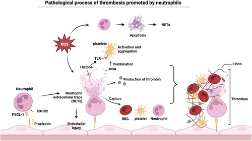 Figure 2. The role of neutrophil oxidative stress in thrombus formation.