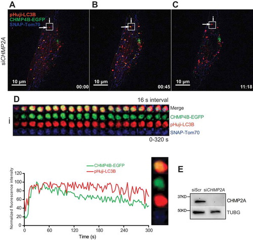 Figure 6. Sustained mitophagosomal recruitment of CHMP4B upon CHMP2A depletion. RPE-1 cells stably expressing CHMP4B-EGFP and pHuji-LC3B were transfected with siRNA against CHMP2A for 48 h and then transiently transfected with SNAP-Tom70 before incubation with 1 mM DFP for 12 h. The DFP-treated cells were incubated with SNAP-Cell 647-SiR for 30 min, then washed with EBSS 3 times and incubated for 30 min in EBSS and transferred to live-cell imaging buffer containing 20 mM glucose. Images were recorded every 3 s for 15 min. (A), single cell at time 0, with example of CHMP4B-containing mitophagosome (i) indicated. The increase in CHMP4B-EGFP and pHuji-LC3B signal during the first frames is due to focal movement. (B), the same cell at time 0:45. (C), the same cell at time 11:18. (D), tracking of mitophagosome i over 320 s. Normalized fluorescence intensities over time of one representative track out of 15 tracks from 2 independent experiments. Relative amplitude differences between different trackings are related to the different total fluorescence intensities. (E), western blot showing the efficiency of CHMP2A knockdown.