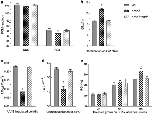 Figure 2. Roles of Rad6 in regulating conidial property and stress tolerance. (a,b) Conidial size (measured by SSc), density (measured by FSc), and germination rate; (c,d) Conidial tolerance to UV-B irradiation and heat shock at 45°C. (e) Strain tolerance to 42°C heat shock. Asterisked bars in each group significantly differ from unmarked bars (Tukey’s HSD, p < 0.05). Error bar: SD from three replicates.