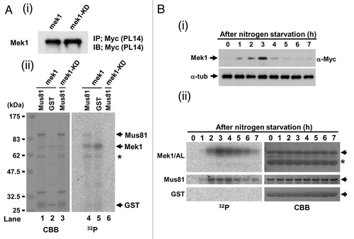 Figure 5 Mek1 and/or Cds1 phosphorylate the T218, T275 and/or T422 residues of S. pombe Mus81 in vitro. (A) Schematic diagram of GST-Mus81 fragments. Mus81 fragment amino acid numbers are shown left of each box. (B ∼ E) refers to fragments whose in vitro kinase assay data are shown below in (B ∼ E). Black and gray boxes indicate phosphorylated and non-phosphorylated fragments, respectively. Sub1 (substrate 1) and Sub2 (substrate 2) signify the GST-Mus81 fragments that were used for the kinase assay in (B). (B–F) SDS-PAGE parts for in vitro kinase reactions performed with truncated GST-Mus81 fragments and Mek1-GFP (i) or Cds1-2HA (ii) as kinases. Simply Blue staining (SB, left parts, C–F) shows a loading control. (B) The truncated GST-fusion proteins used were those containing Sub1 and Sub2, and derivatives with replacement of the T218 and T422 residues by alanine (A). (C) The truncated GST-fusion proteins used were those containing amino acids 1–127, 32–217, 219–421 and 423–608 of Mus81. An asterisk shows the autophosphorylated band of Mek1 kinase. (D) The truncated GST-fusion proteins used were those containing amino acids 219–421, 219–281, 252–362 and 336–421 of Mus81. (E) The truncated GST-fusion proteins used were those containing amino acids 252–362, 252–313, 287–362 and 317–362 of Mus81. (F) The truncated GST-fusion proteins used were those containing amino acids 252–281 and 276–313 of Mus81, and derivatives with replacement of T260, S270 and T275 residues by (A). GST-252-281 (3A) signifies that this GST-Mus81 fragment harbors all of these replacements.