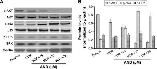 Figure 4 P-p53 and p-AKT protein levels were upregulated by VCR plus AND treatment in SK-NEP-1 cells.